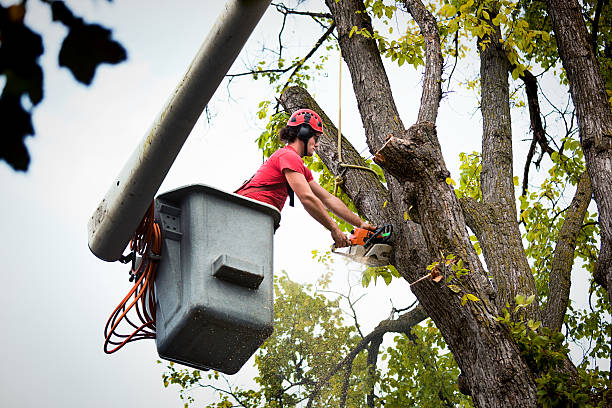 Best Palm Tree Trimming  in Goddard, KS